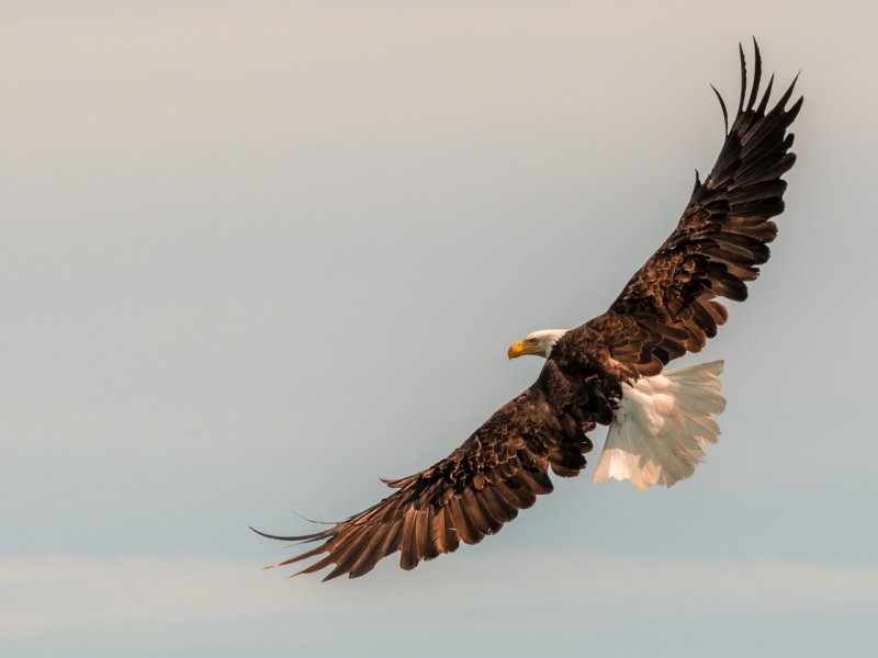 Jan HeerwagenCAPA Fall 2019 Nature and WildlifeGrace of Flight