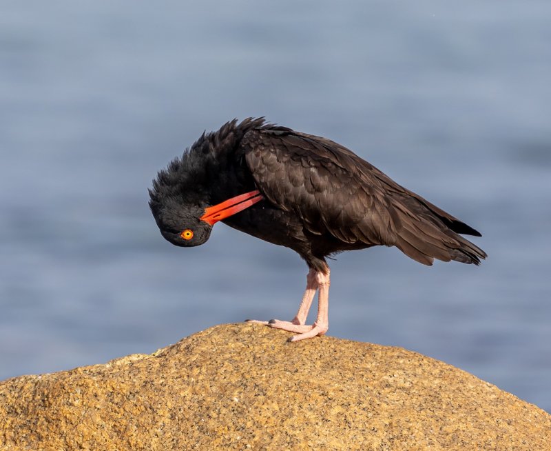  Lois DeEllCAPA Fall 2019 Nature and WildlifePreening on the Rock - Pts 20.5