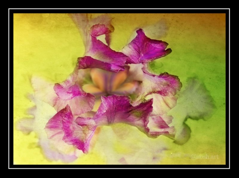 Zosia Miller  Iris