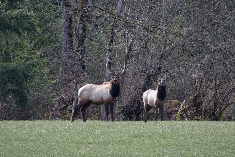 Christina Cutbill2020 CAPA Canada: My CountryBull and Cow Elk