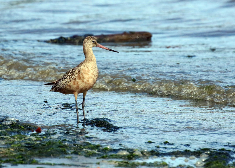 Willie Harvie2020 CAPA Fall NatureGodwit Looking for Home 21 pts