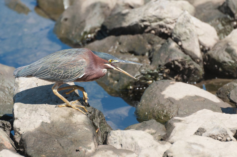 Jan Heerwagen2020 CAPA Fall NatureHeron Song Walk