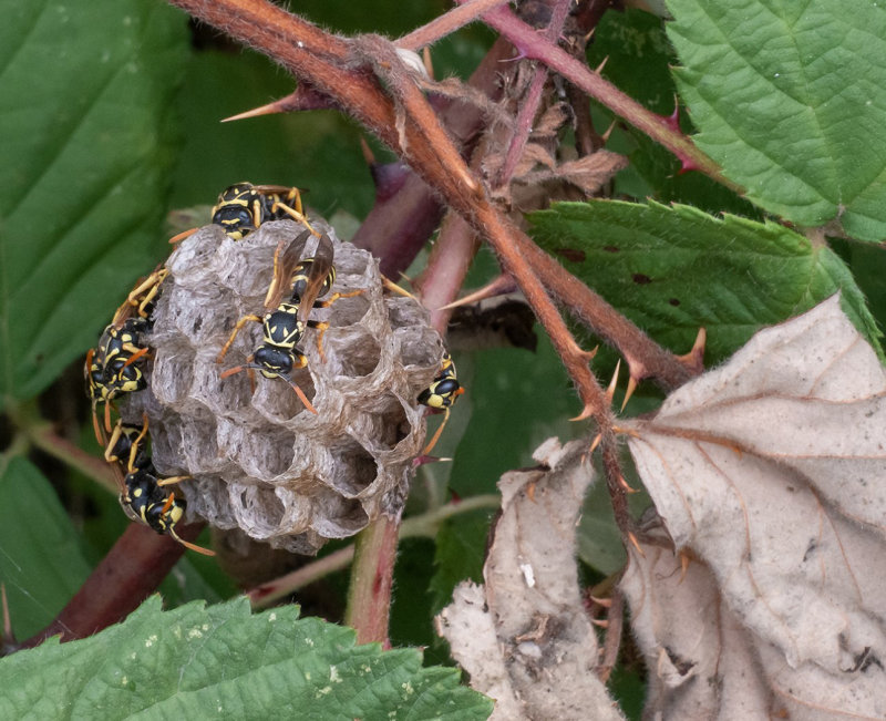 Rachel Penney2020 CAPA Fall NaturePaper Wasps at Work 22.5