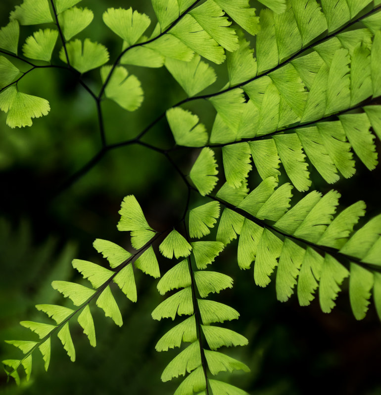 Valerie Payne2020 North Shore Photographic ChallengeMaidenhair Swirl