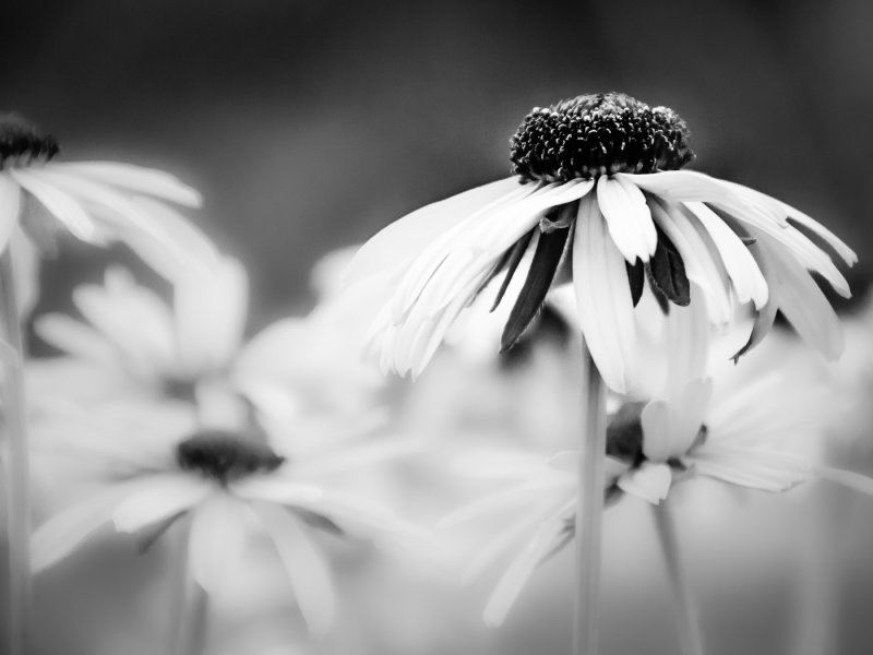 Valerie Payne2020 North Shore Photographic ChallengeBlack and White-Eyed Susan