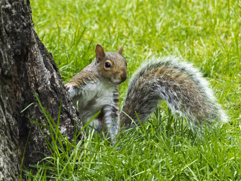 Nancy Oliver2021 North Shore Photographic ChallengeCurious Squirrel