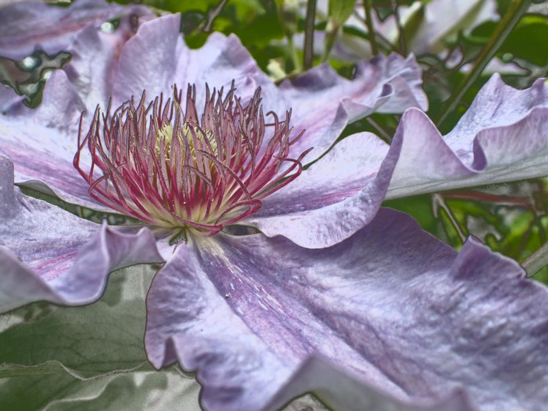 Nancy Oliver2021 North Shore Photographic ChallengeSummer Flower