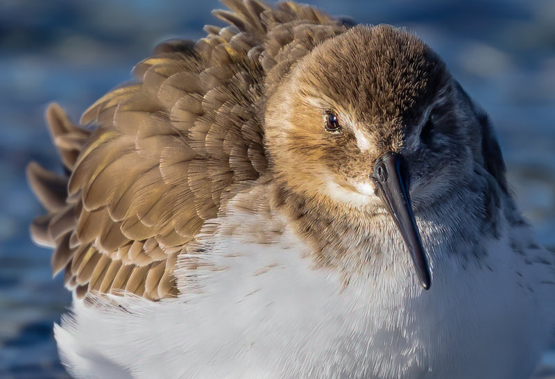 Lois DeEll2021 North Shore Photographic ChallengeResting Dunlin