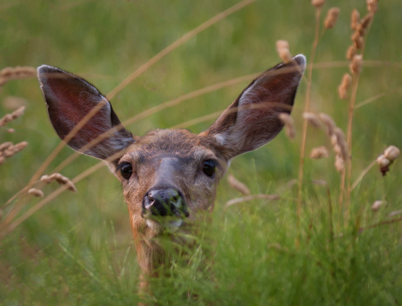 Racine Erland2021 North Shore Photographic ChallengeCVCC-All Ears