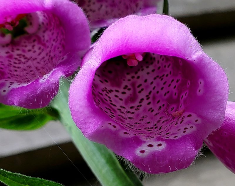 Edward Weibe2021 North Shore Photographic ChallengeTwo Hairy Foxgloves