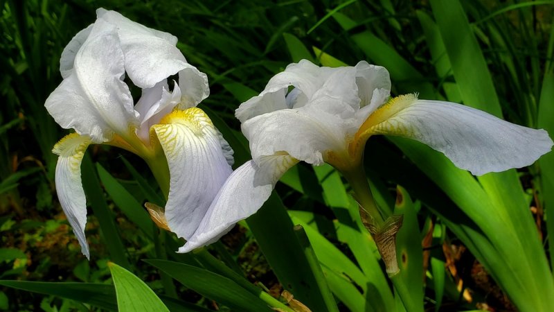 Edward Weibe2021 North Shore Photographic ChallengeIris Pair