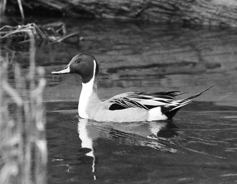 Willie Harvie2021 CAPA MonochromeNorthern Pintail