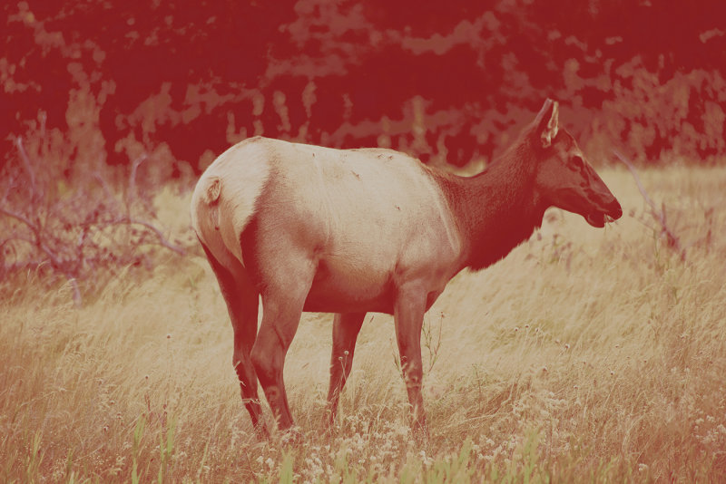 Jean Hamilton2021 Canada: My CountryJasper Elk