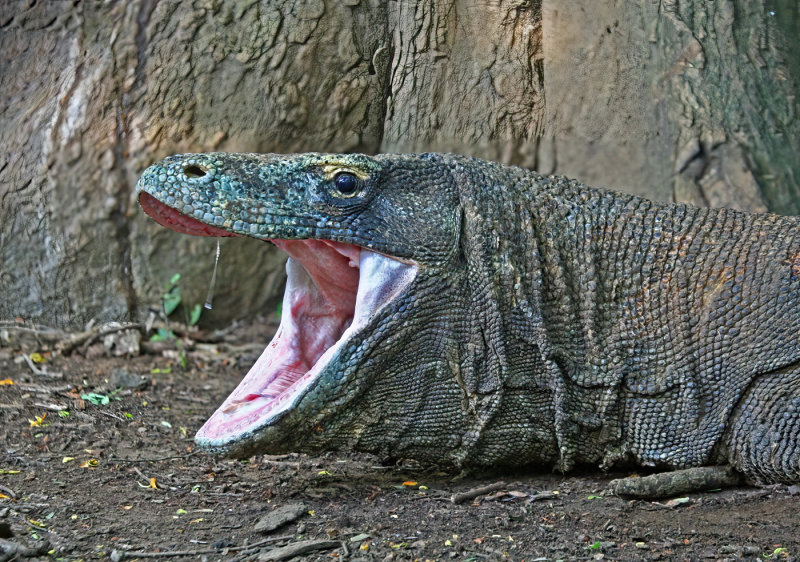 Bob Skelton2021 Celebration of NatureThreatening Komodo