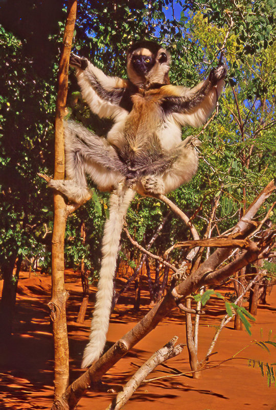 Bob Skelton2021 Celebration of NatureSifaka Lemure Flasher