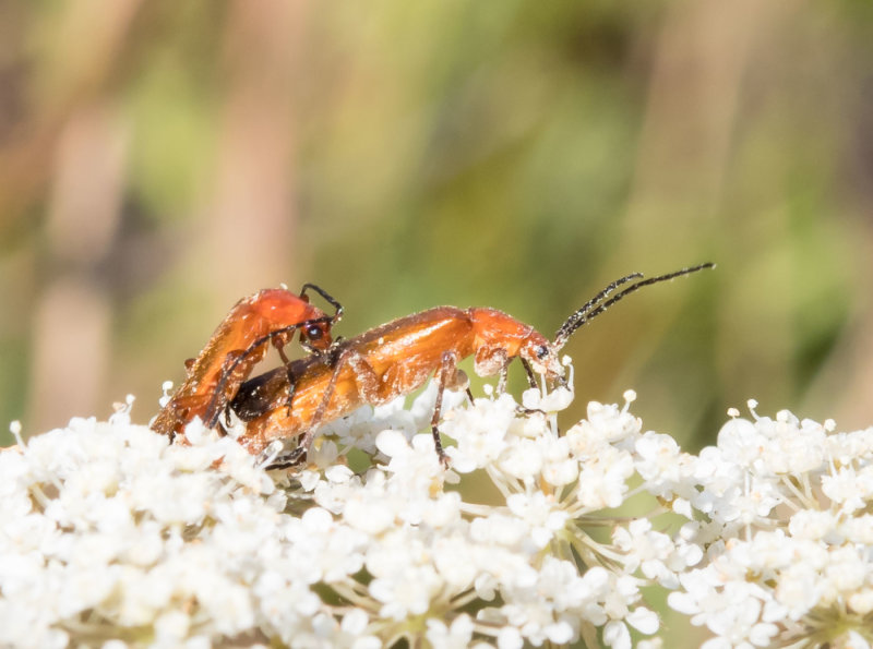 Jan Heerwagen2021 CAPA OpenSoldier Beetle Dalliance