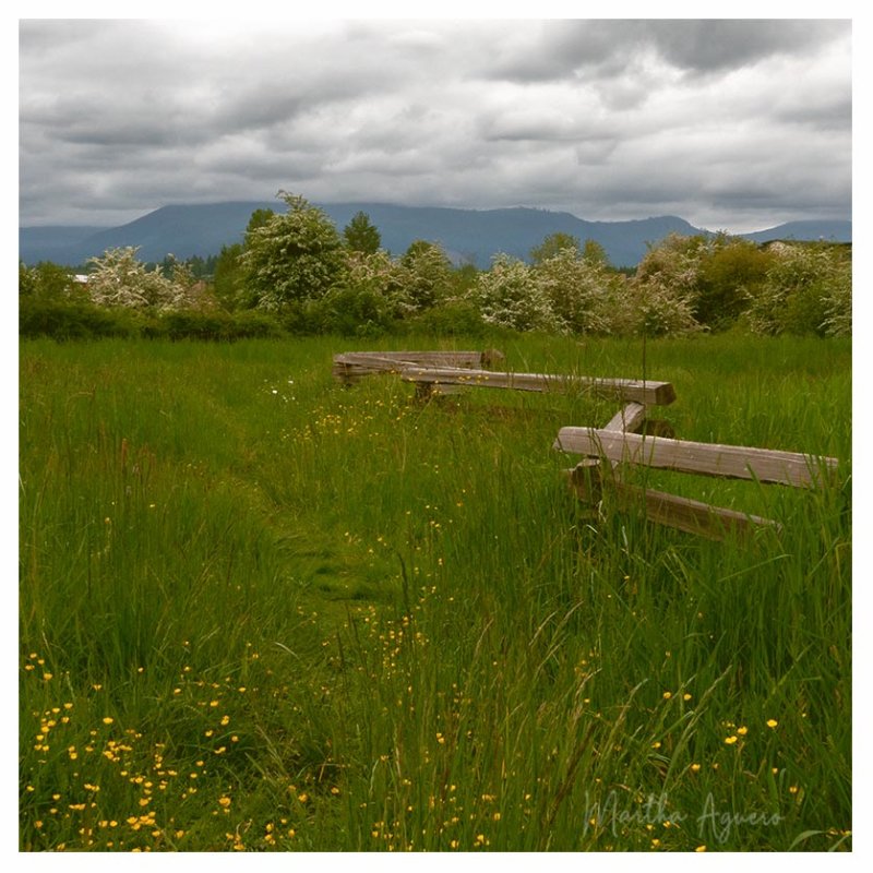Martha Aguero <br>May 2022 <br> Garry Oak Preserve and Mt Tzuhalem Field Trip<br> Yellow flowers along the fence