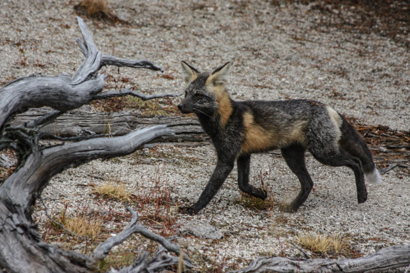 Carl Erland2022 CAPA Fall Nature-WildlifeCross Fox