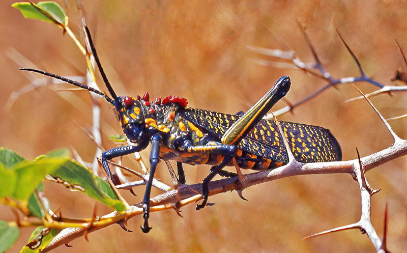<br>Bob Skelton<br>2022 CAPA Fall Nature-Wildlife<br>Madagascar Lubber Grasshopper