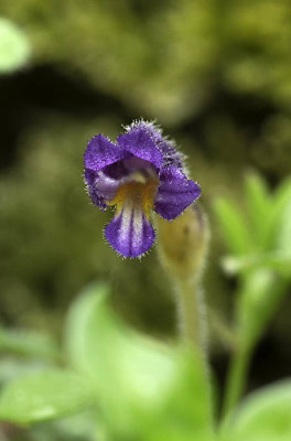 Mount Tzouhalem Ecological Reserve - April 13, 2019