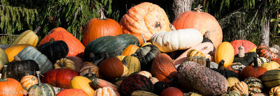 McNab’s Corn Maze and Pumpkin Patch – October 20, 2019