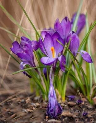 Photos of the Month - March 2020