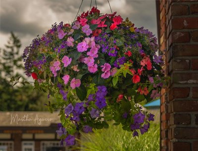 Hanging Basket at Mill Bay <br>Martha Aguero