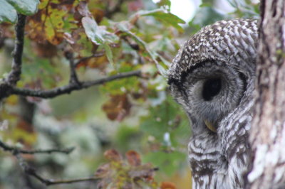 Allan Curtis<br/>Barred Owl in Garry Oak