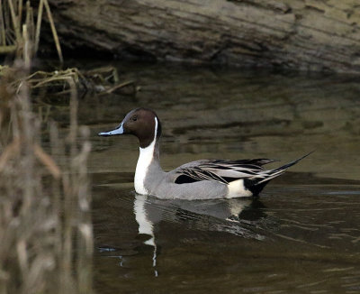 Willie Harvie<br>Northern Pintail