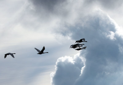 Willie Harvie<br>2021 North Shore Photographic Challenge<br>Reaching for the Sky