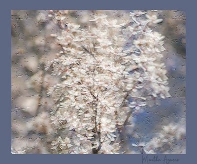 Martha Aguero <br>Cherry blossoms 