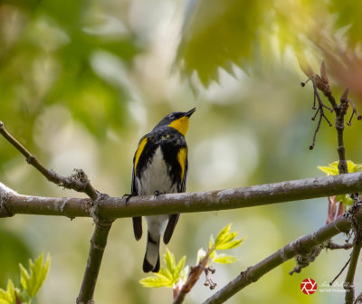 Lois DeEll<br>April 2021<br>Yelllow Rumped Warbler