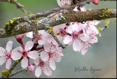 * Photos of the Month April 2021