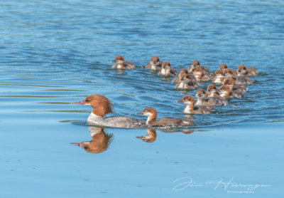 * Photos of the Month June 2021