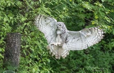 Jan Heerwagen<br>May 2022<br>Big Homed Owl