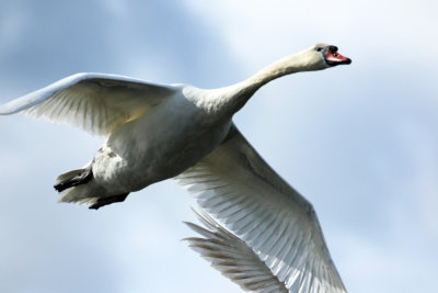 Willie Harvie<br>June 2022<br>Swan Flyover