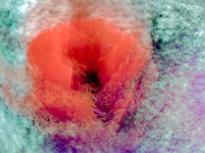 <br>Martha Aguero <br> July 2022 <br> Red Poppy in Abstract