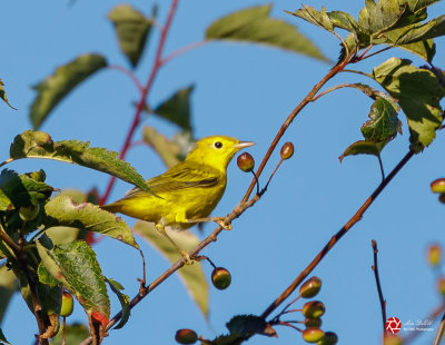 <br>Lois DeEll<br>August 2022<br>Female Yellow Warbler