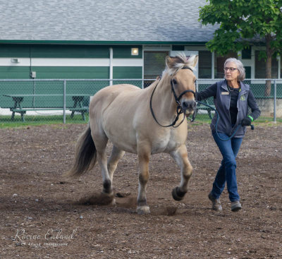 Racine ErlandField Trip Sept 2022Cowichan ExhibitionA New Norwegian Fjord Therapy Horse
