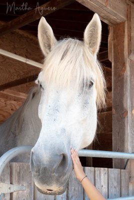 Martha AgueroField Trip Sept 2022 Cowichan Exhibition Healing horse