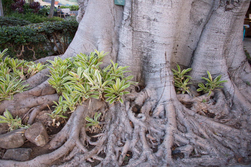 Big Tree Roots and plant