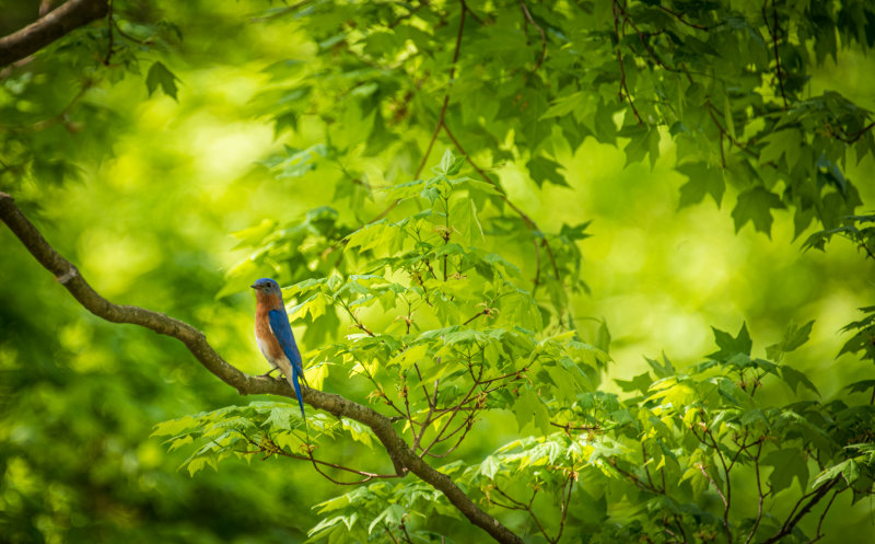 Eastern Blue Bird(Male)