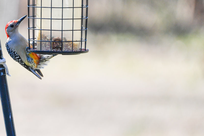 Redhead Wood Pecker