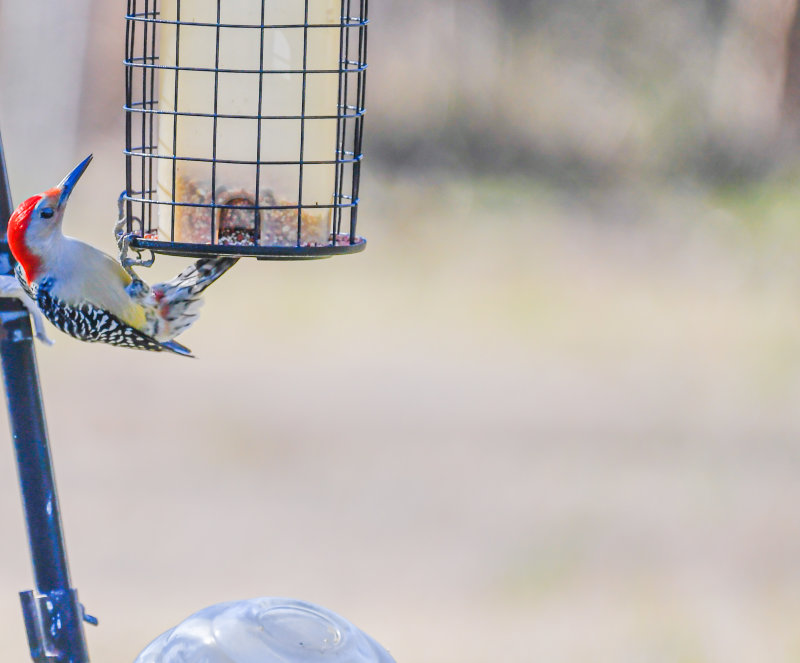 Redhead wood Pecker