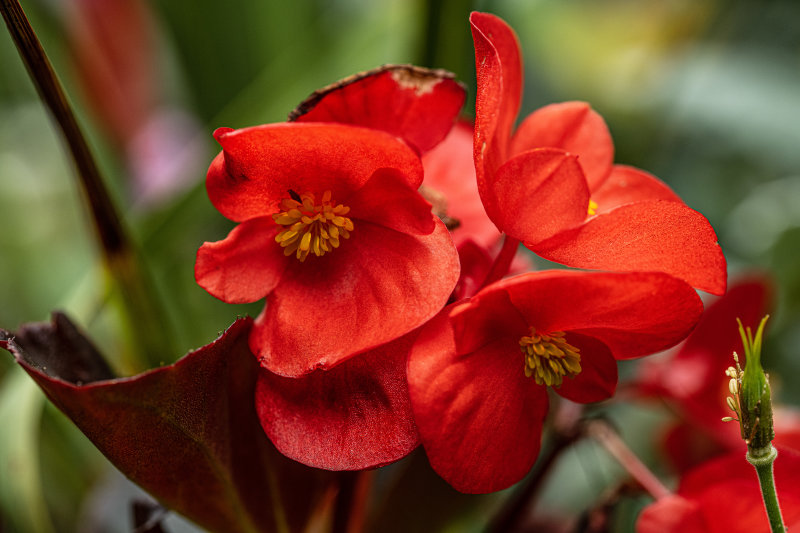 Red Flower