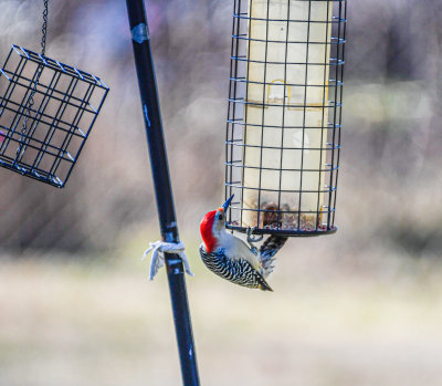 Redhead Wood Pecker