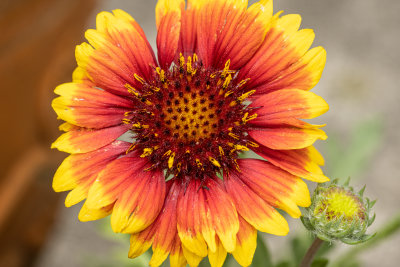 Red and Yellow Flower