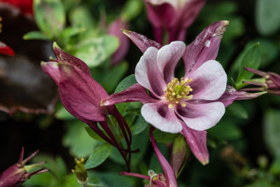 Pink Flower