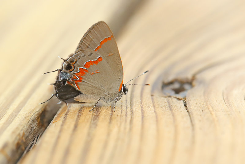 Redbanded Hairstreak 1 Origwk_MG_1678.jpg