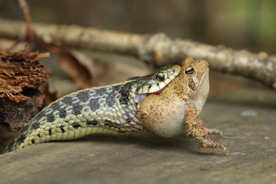Snake Eating Toad 1 origw1_MG_6592.jpg